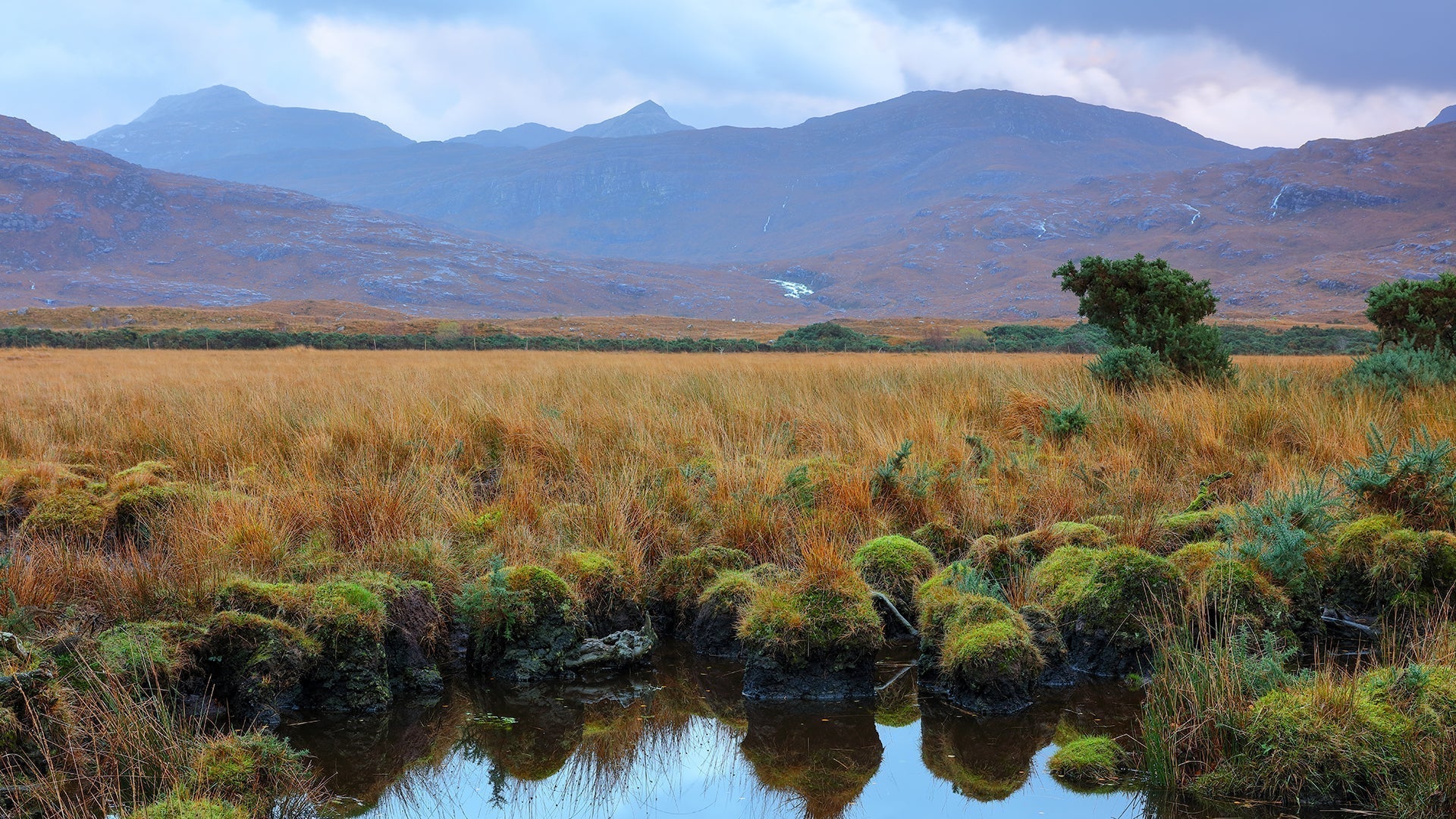Scottish peat bog.