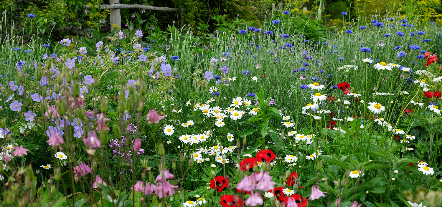Garden Wilder