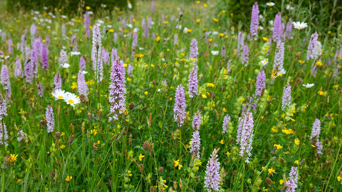 Common spotted orchids in the wildflower meadows of Great Dixter.