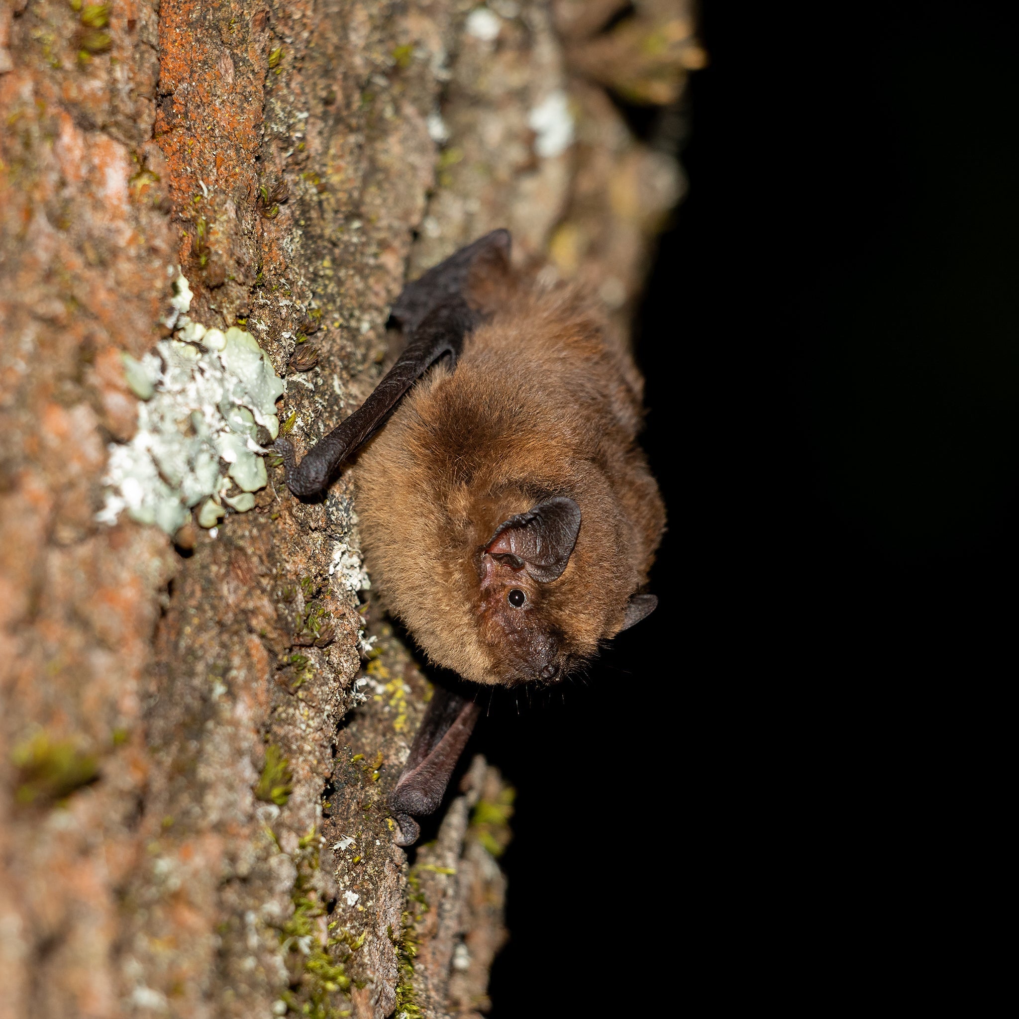 A small pipistrelle bat on a tree.