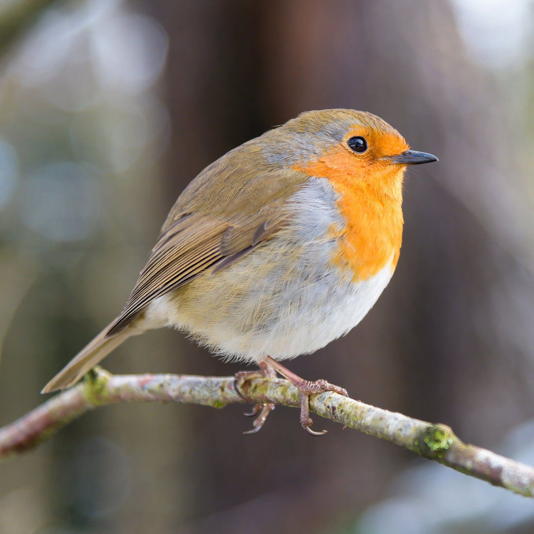 A robin perched on a branch.