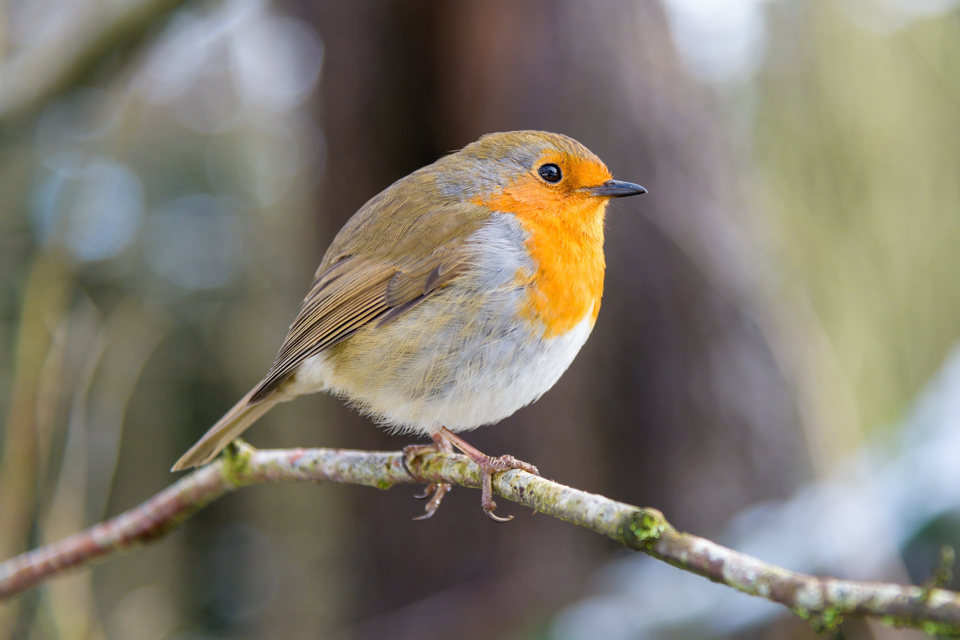 Birdball Belle Bird Feeders hanging from a tree with a bird feeding.