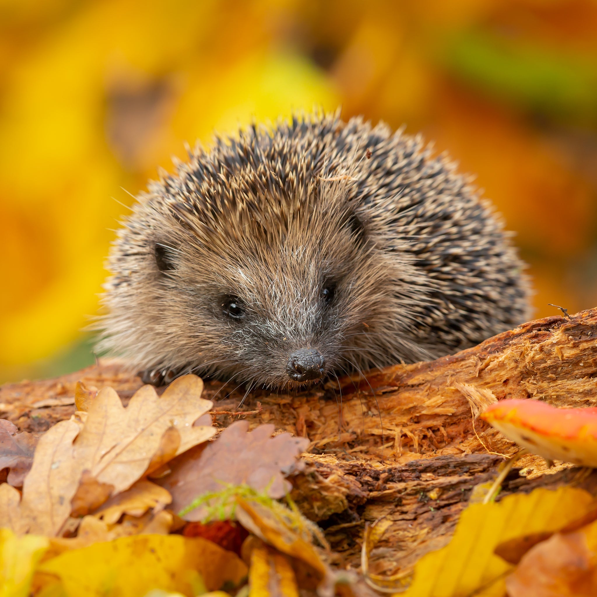 A hedgehog walking through a pile of leaves.