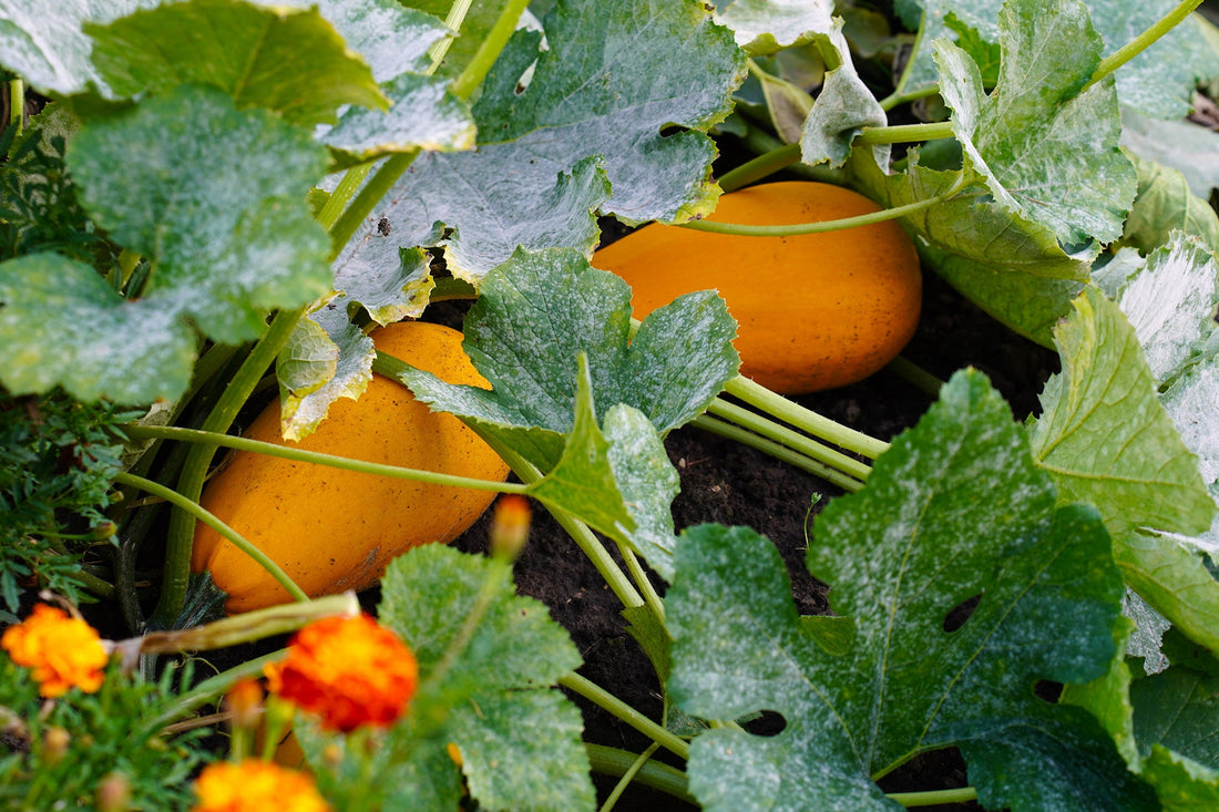 Orange marrow vegetables growing in a garden.