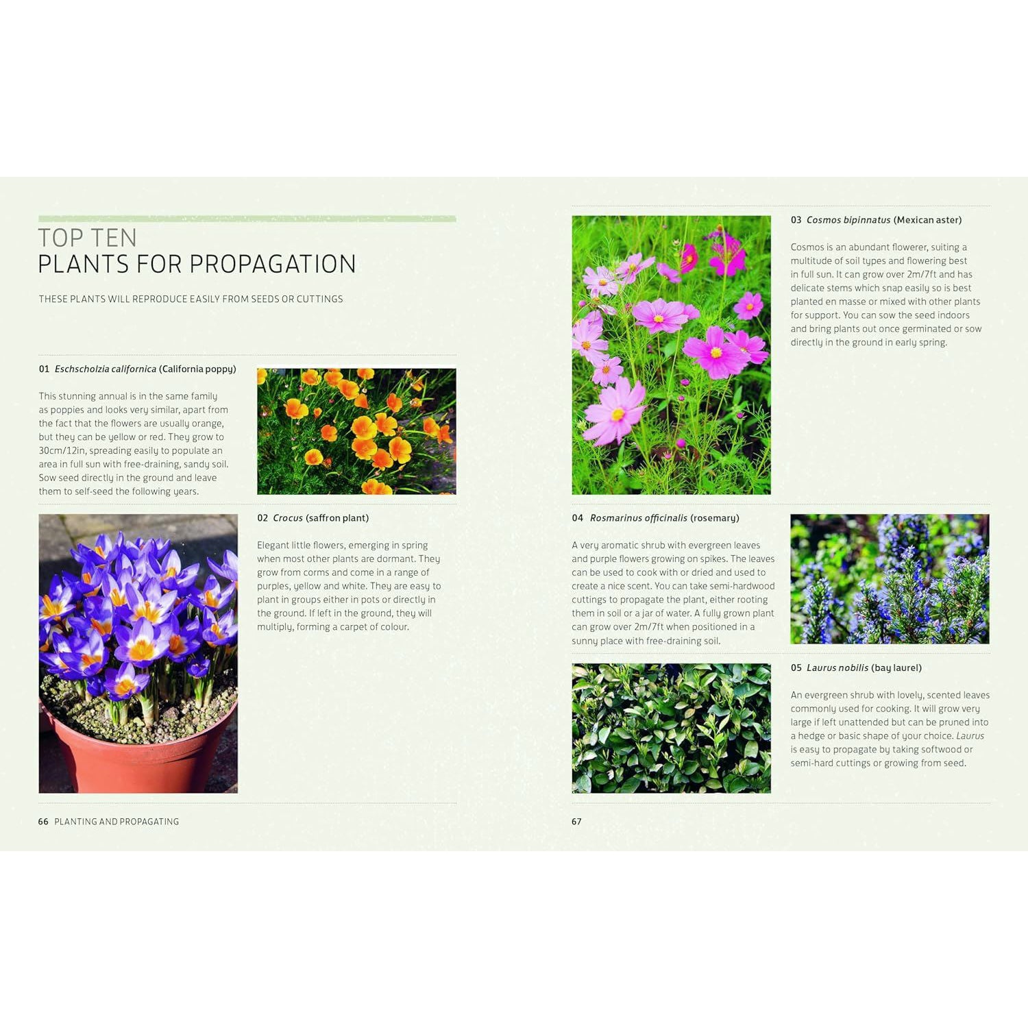 Kew Answers For Everyday Gardeners - Polly Stevens