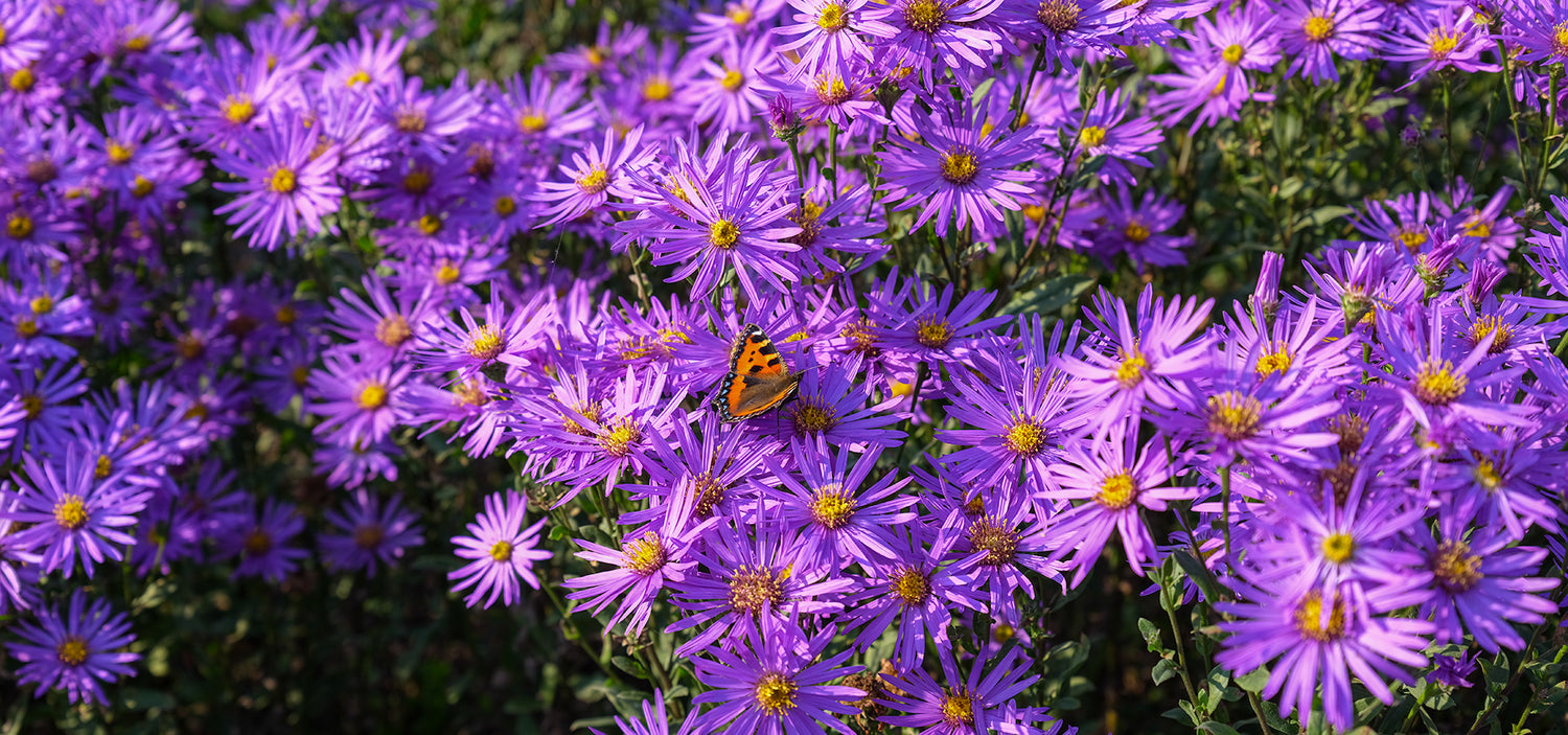 Garden Wilder