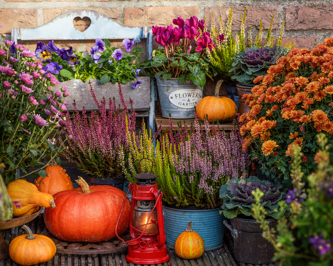 Autumnal display with pumpkins, flowers, and a lantern against a brick wall.