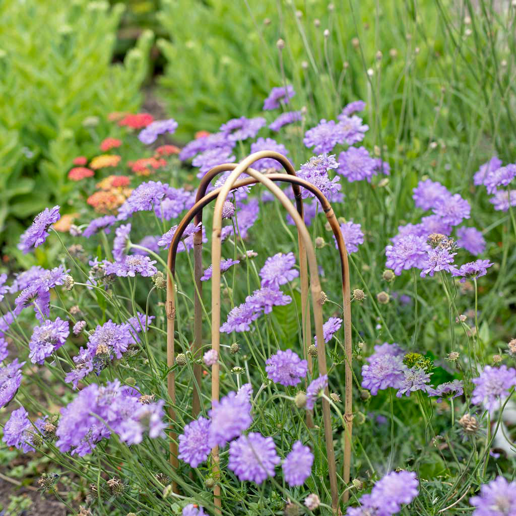 Three 60 cm long bamboo plant support loops amongst purple flowers.
