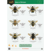 Illustrated fold out laminated guide to the twenty eight species of bee found in British gardens.
