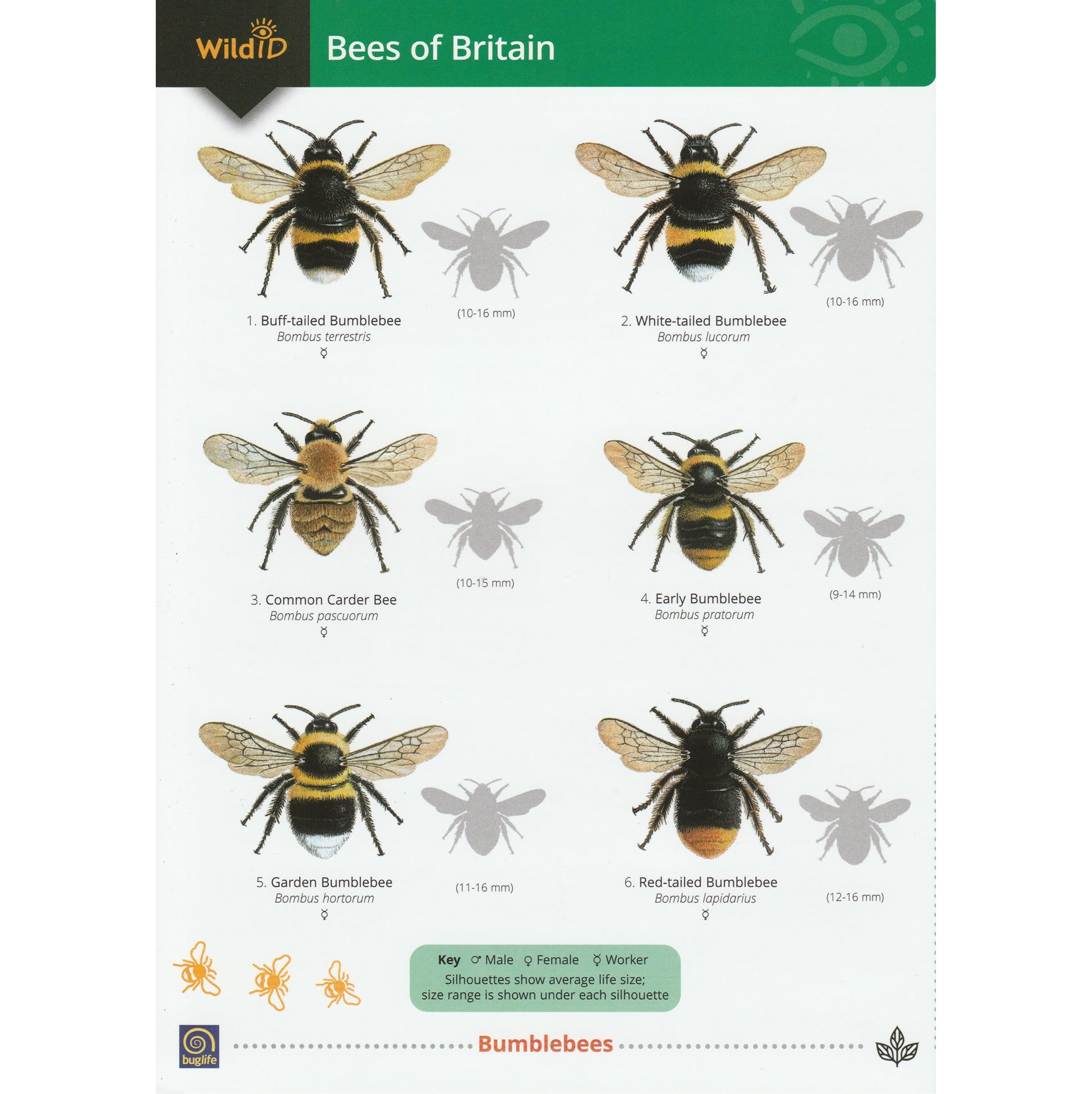 Illustrated fold out laminated guide to the twenty eight species of bee found in British gardens.