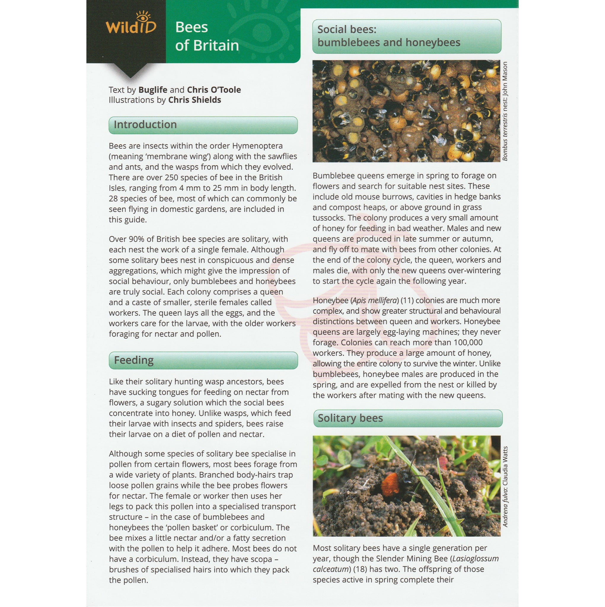 Illustrated fold out laminated guide to the twenty eight species of bee found in British gardens.