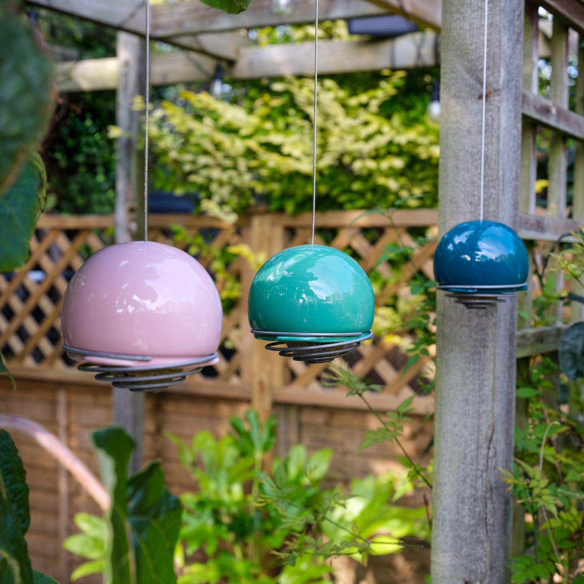 Three ceramic Birdball Belle bird feeders in pink, green and teal hanging from a pergola.