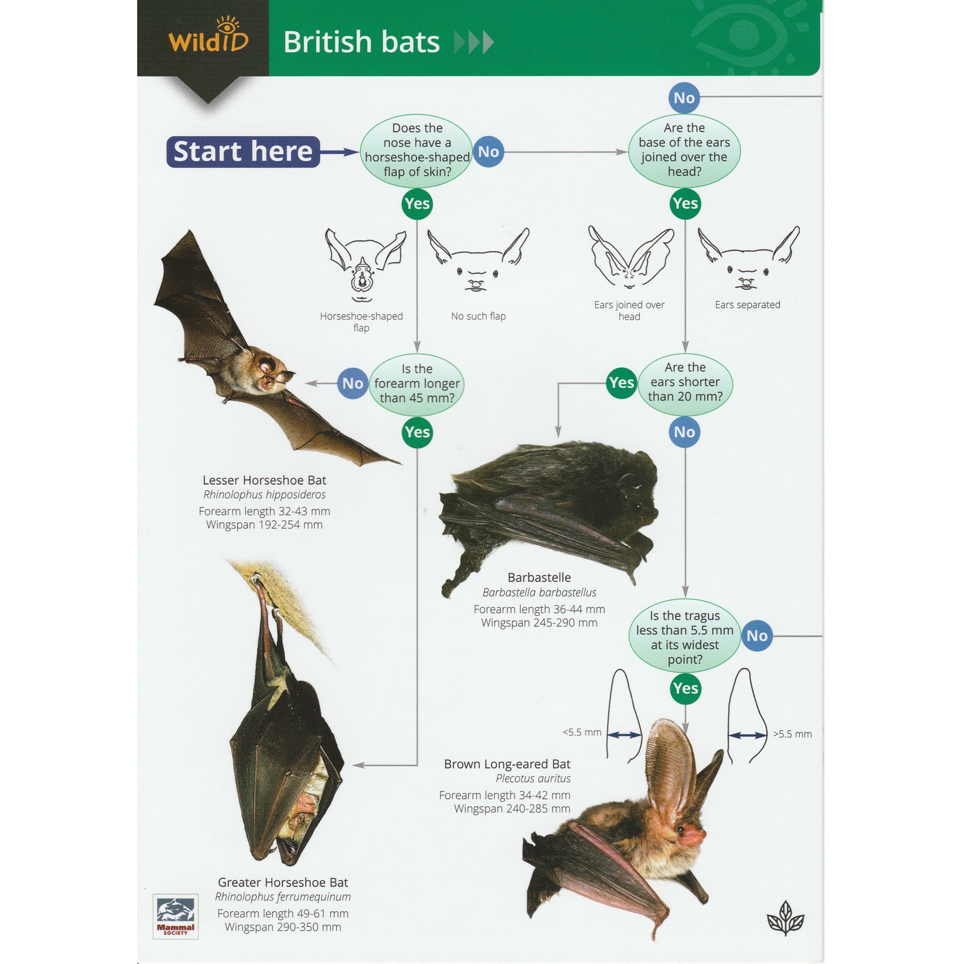 Illustrated fold out laminated guide to the sixteen species of bat that live and breed in Britain.