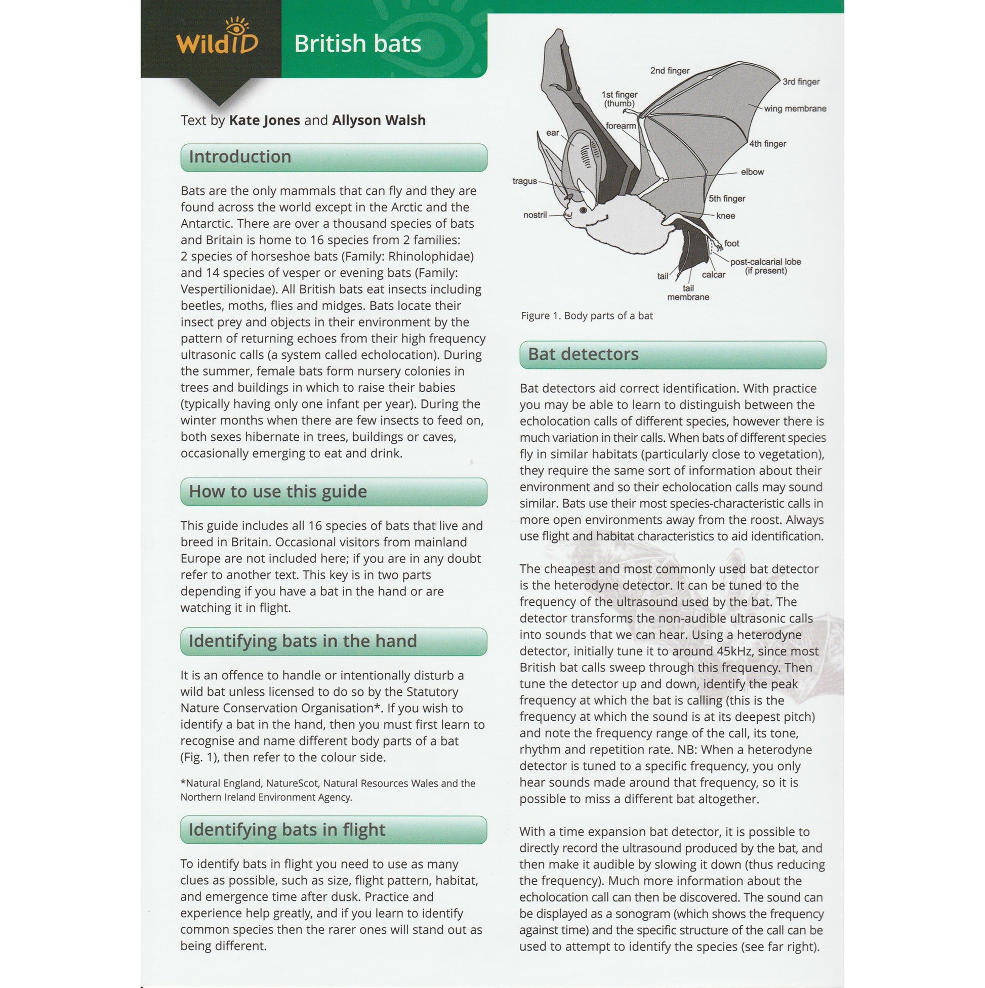 Illustrated fold out laminated guide to the sixteen species of bat that live and breed in Britain.