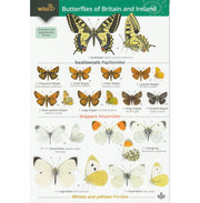 Illustrated fold out laminated guide to the sixty butterflies of Britain and Ireland.