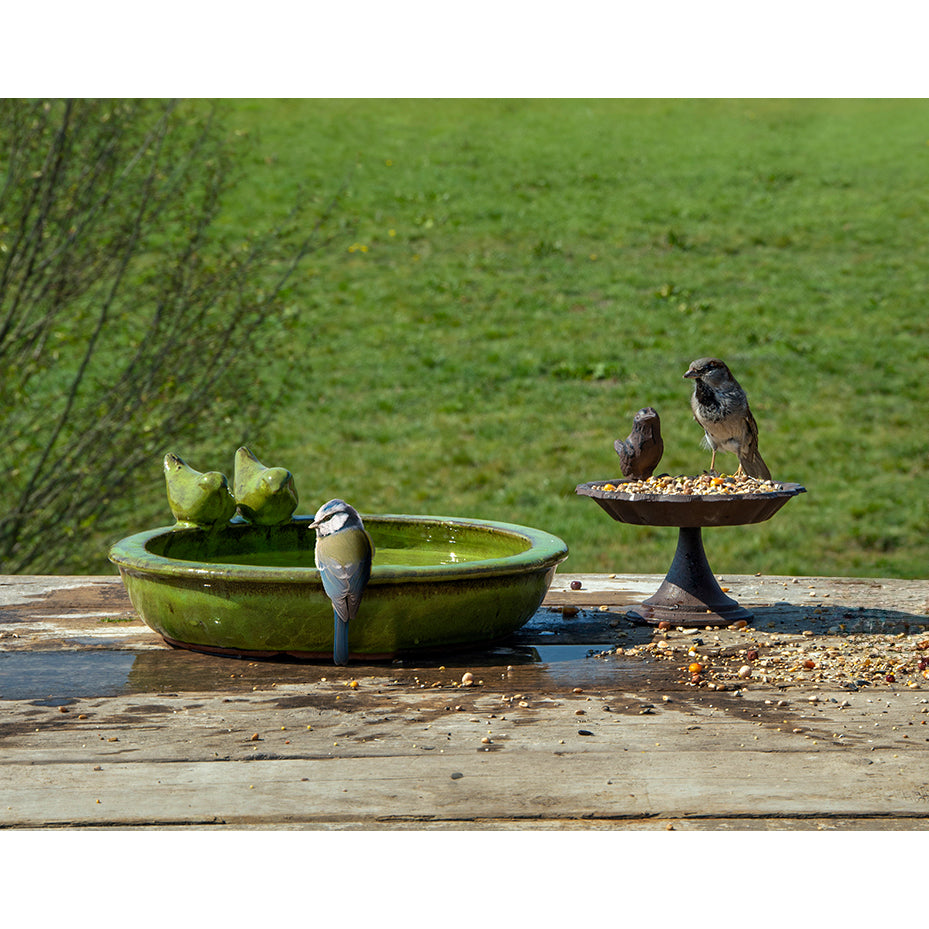 Green ceramic bird bath filled with water with a blue tit perched on the edge of the bath.