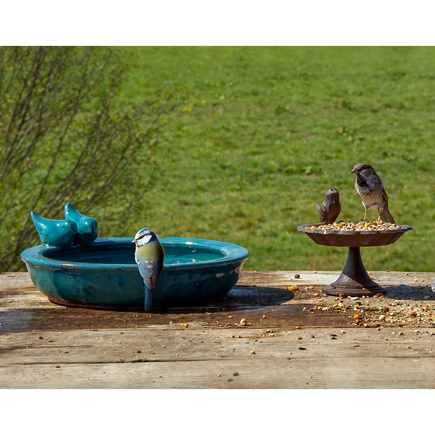 Ceramic bird bath in blue filled with water with a blue tit perched on the edge of the bath.