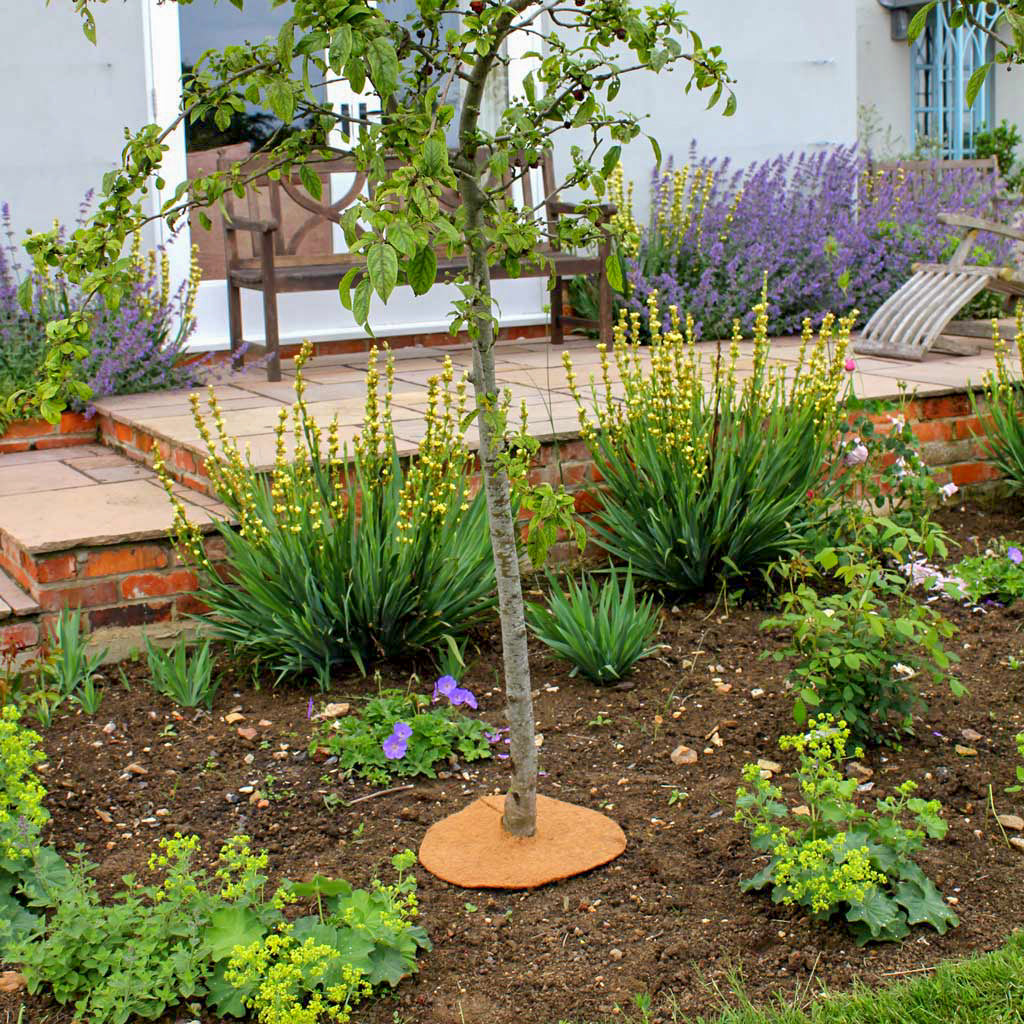 Coir tree mulch mat at the base of a young tree in a garden.