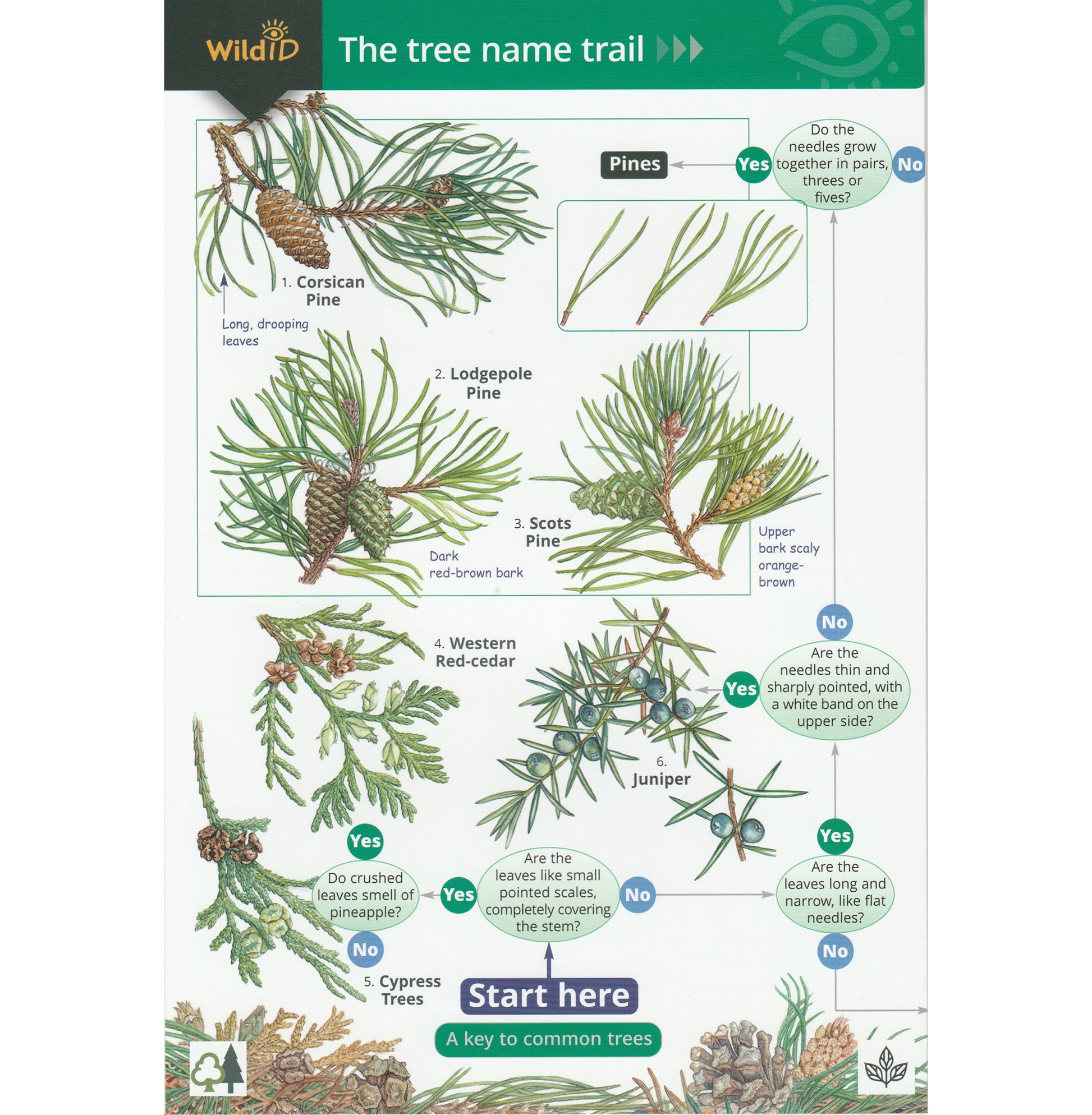 Illustrated fold out laminated guide to the common trees of Great Britain and Ireland. 