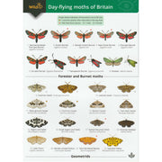 Illustrated fold out laminated guide to the 103 species of day flying moths of Britain and Ireland.