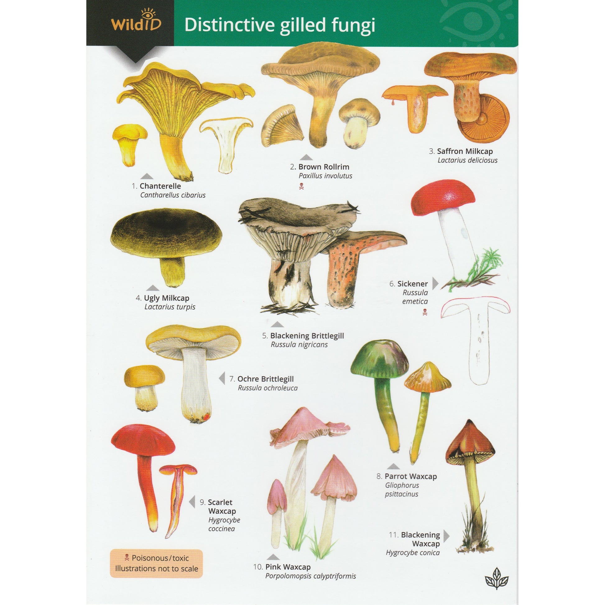 Illustrated fold out laminated guide to the forty species of distinctive gilled fungi found in Britain and Ireland.