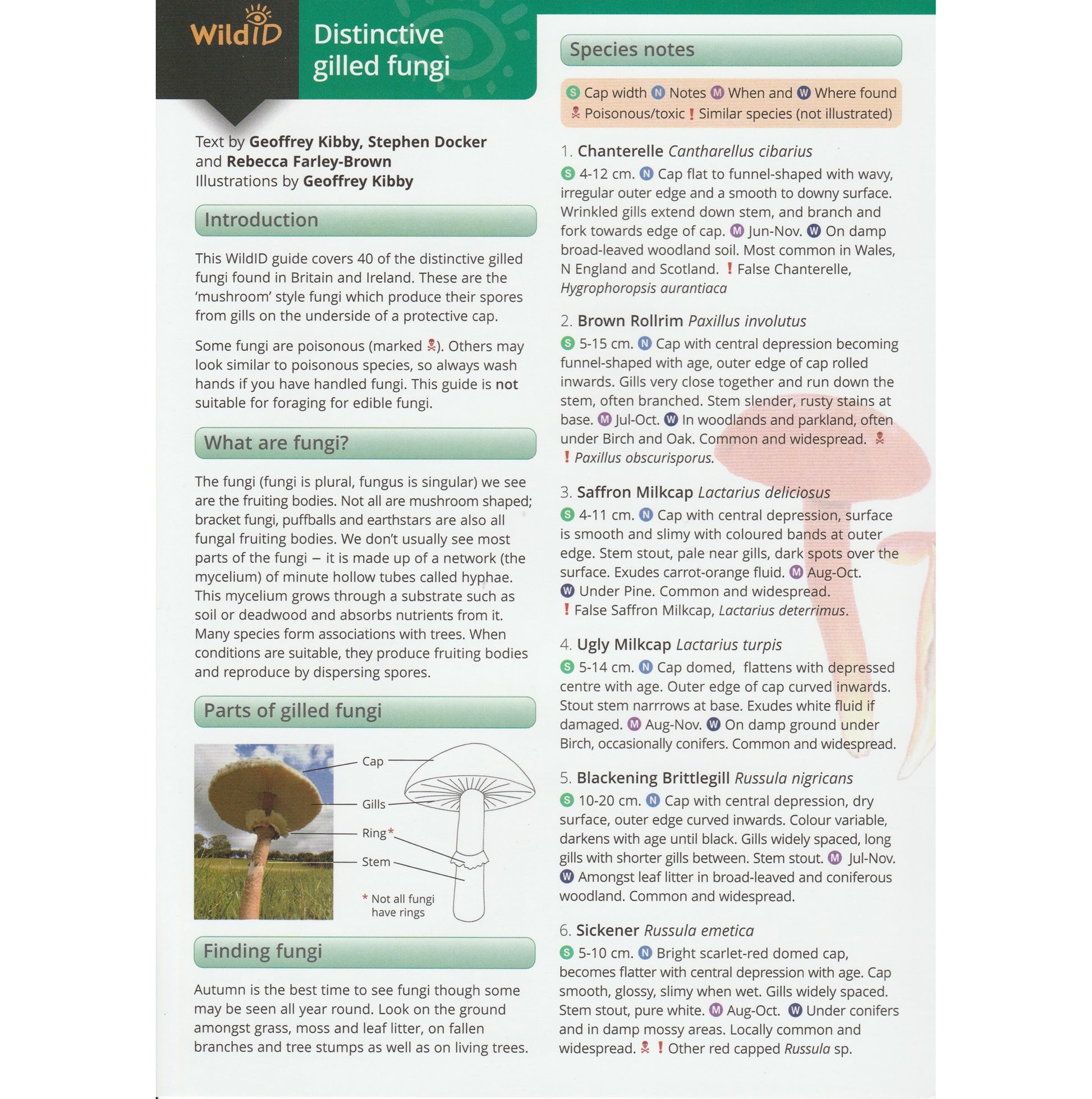 Illustrated fold out laminated guide to the forty species of distinctive gilled fungi found in Britain and Ireland.