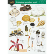 Illustrated fold out laminated guide to the forty species of distinctive non gilled fungi found in Britain and Ireland.