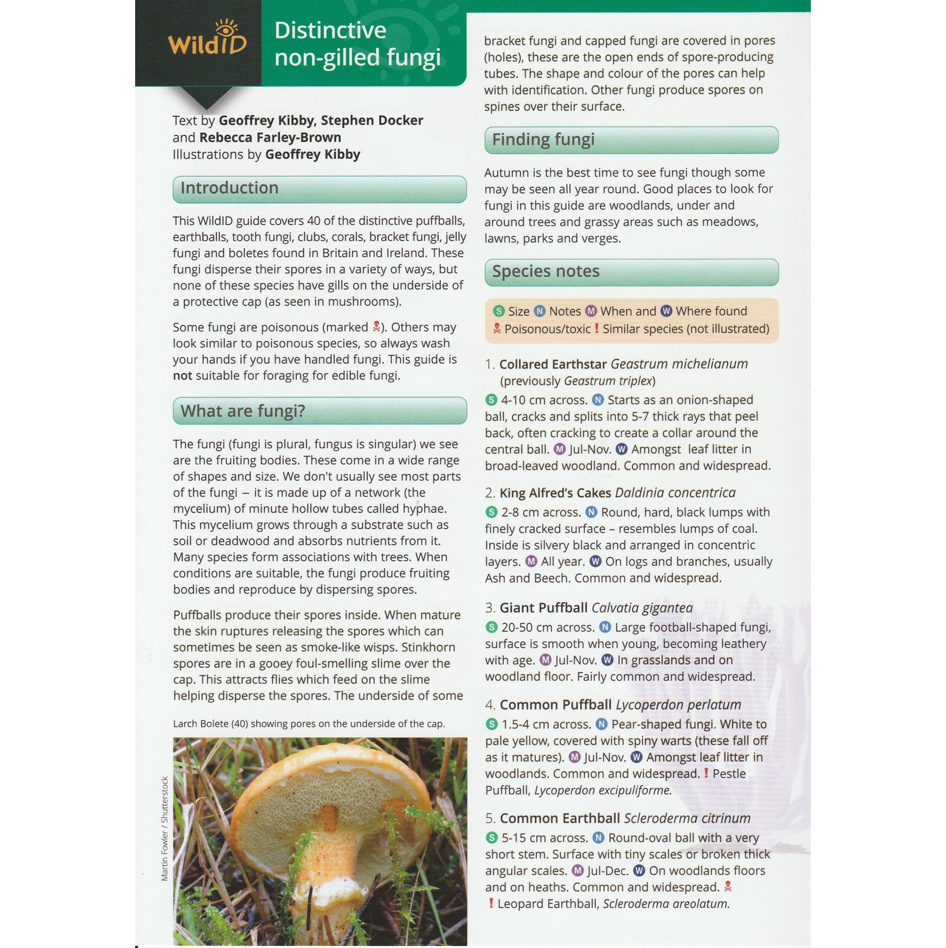 Illustrated fold out laminated guide to the forty species of distinctive non gilled fungi found in Britain and Ireland.