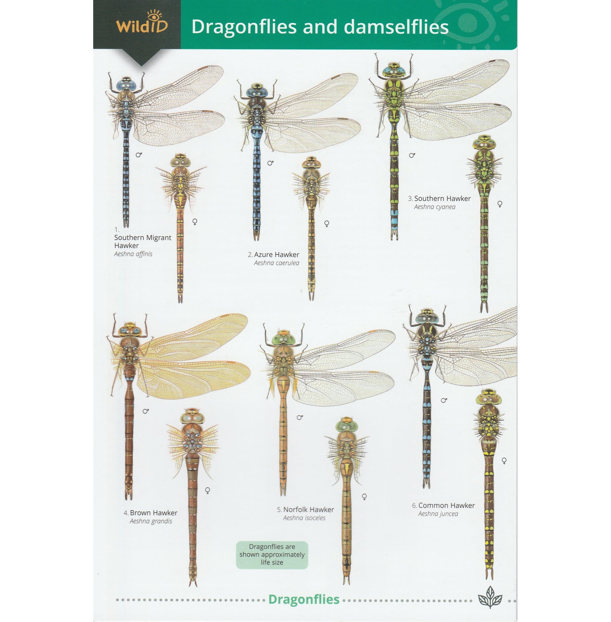 Illustrated fold out laminated guide to dragonflies and damselflies of Britain and Ireland.