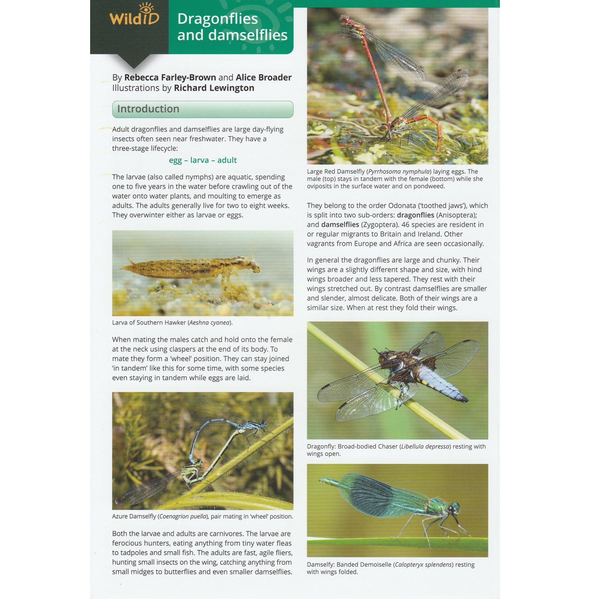 Illustrated fold out laminated guide to dragonflies and damselflies of Britain and Ireland.