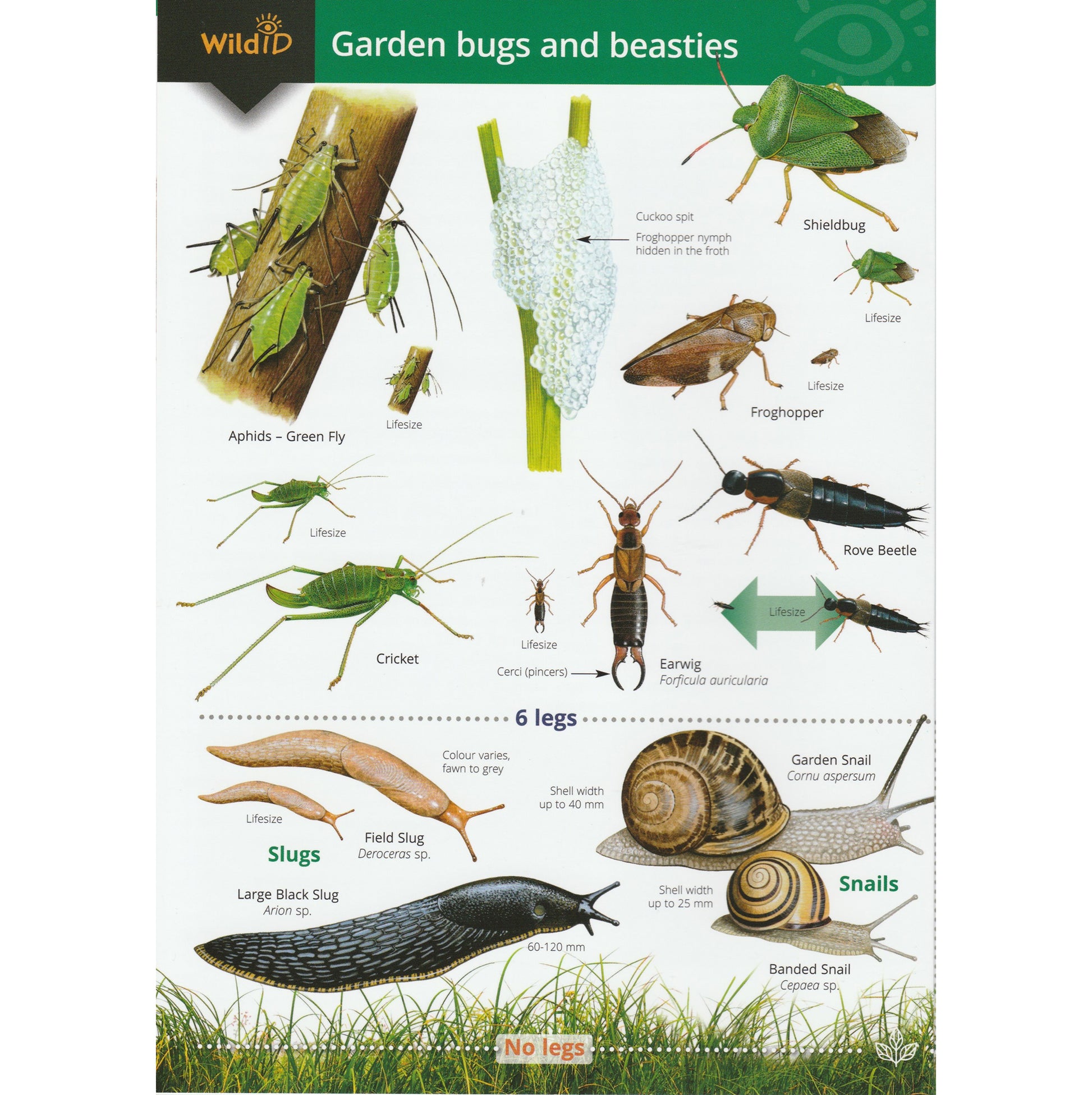 Illustrated fold out laminated guide to the most common garden bugs and beasties.