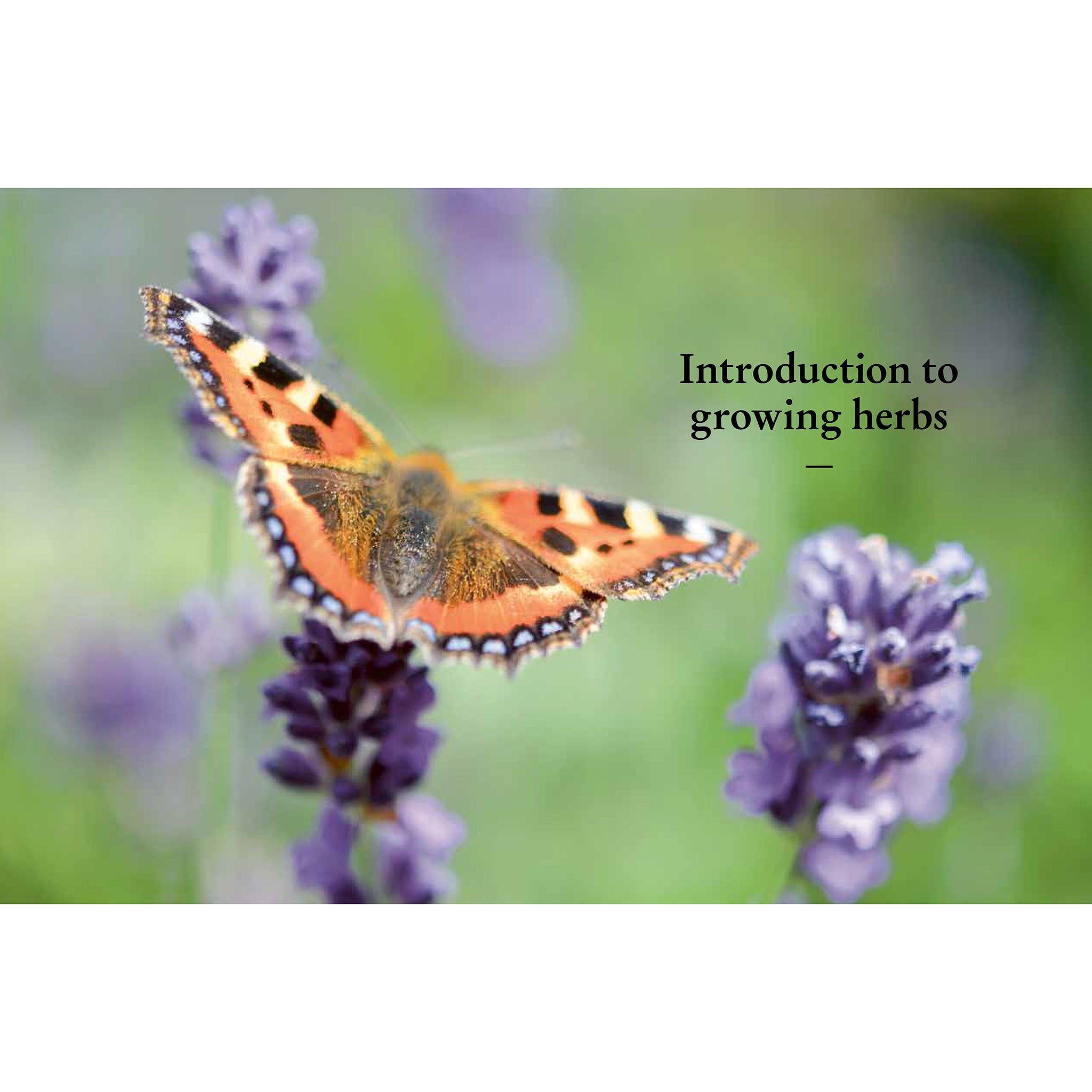 The Kew Gardener's Guide To Growing Herbs - Holly Farrell