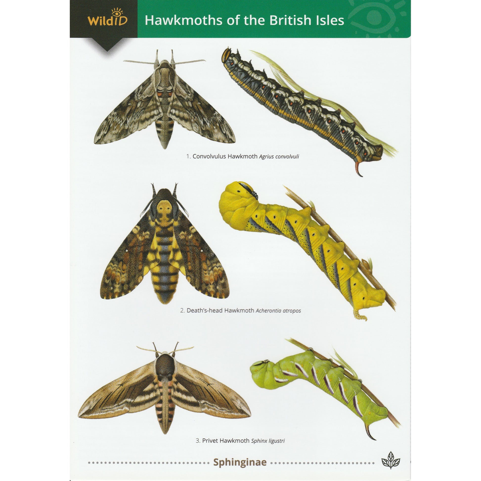 Illustrated fold out laminated guide to the adults and caterpillars of all eighteen species of Hawkmoth found in the British Isles.