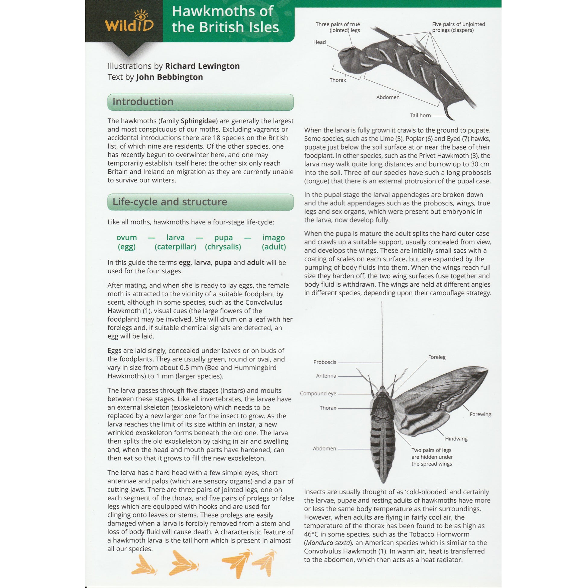 Illustrated fold out laminated guide to the adults and caterpillars of all eighteen species of Hawkmoth found in the British Isles.