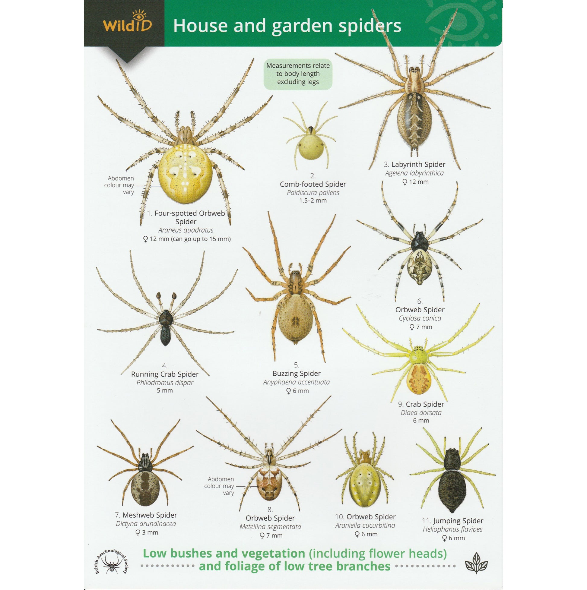 Illustrated fold out laminated guide to the forty most common spiders found in Britain.