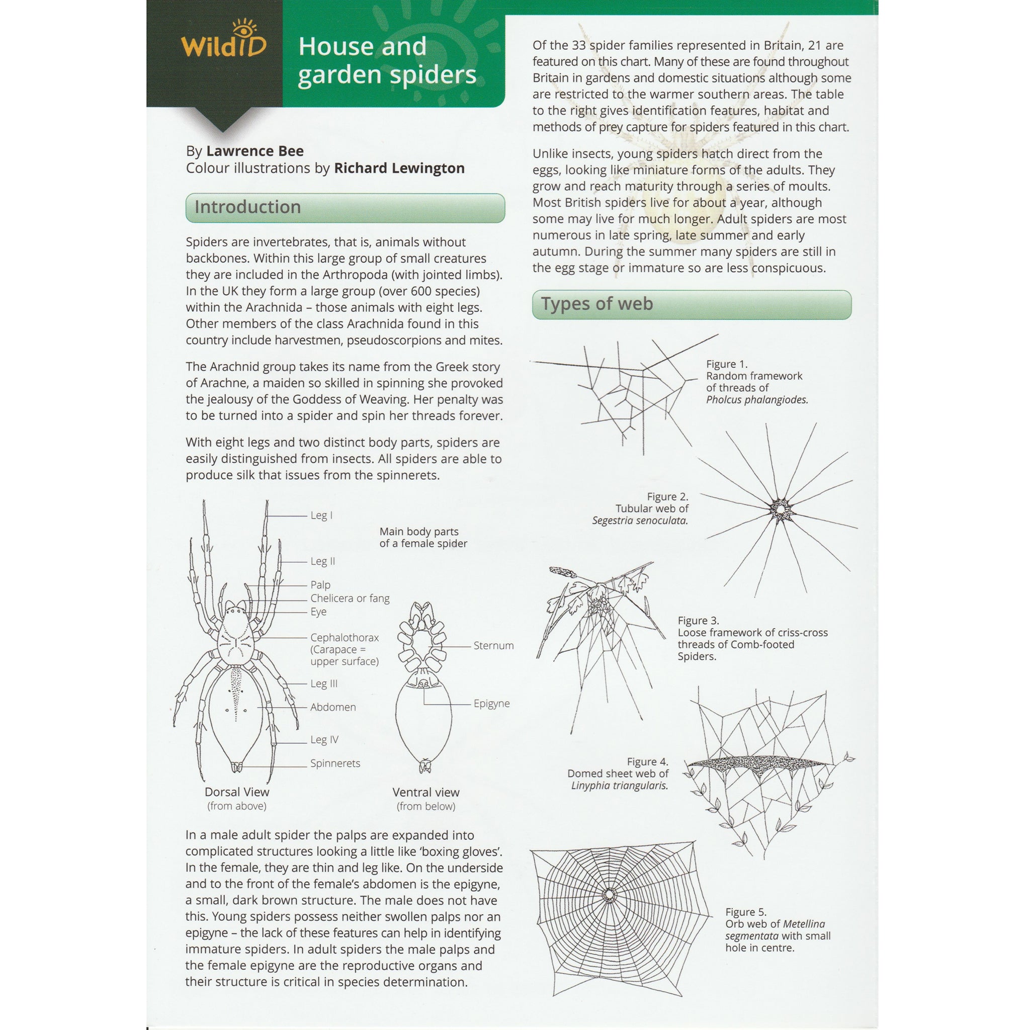 Illustrated fold out laminated guide to the forty most common spiders found in Britain.