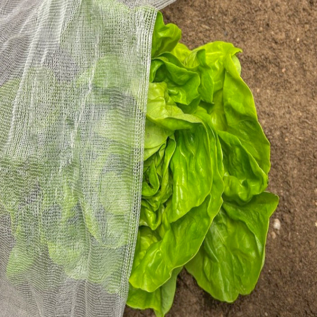 Plant based insect net covering some vegetables. 