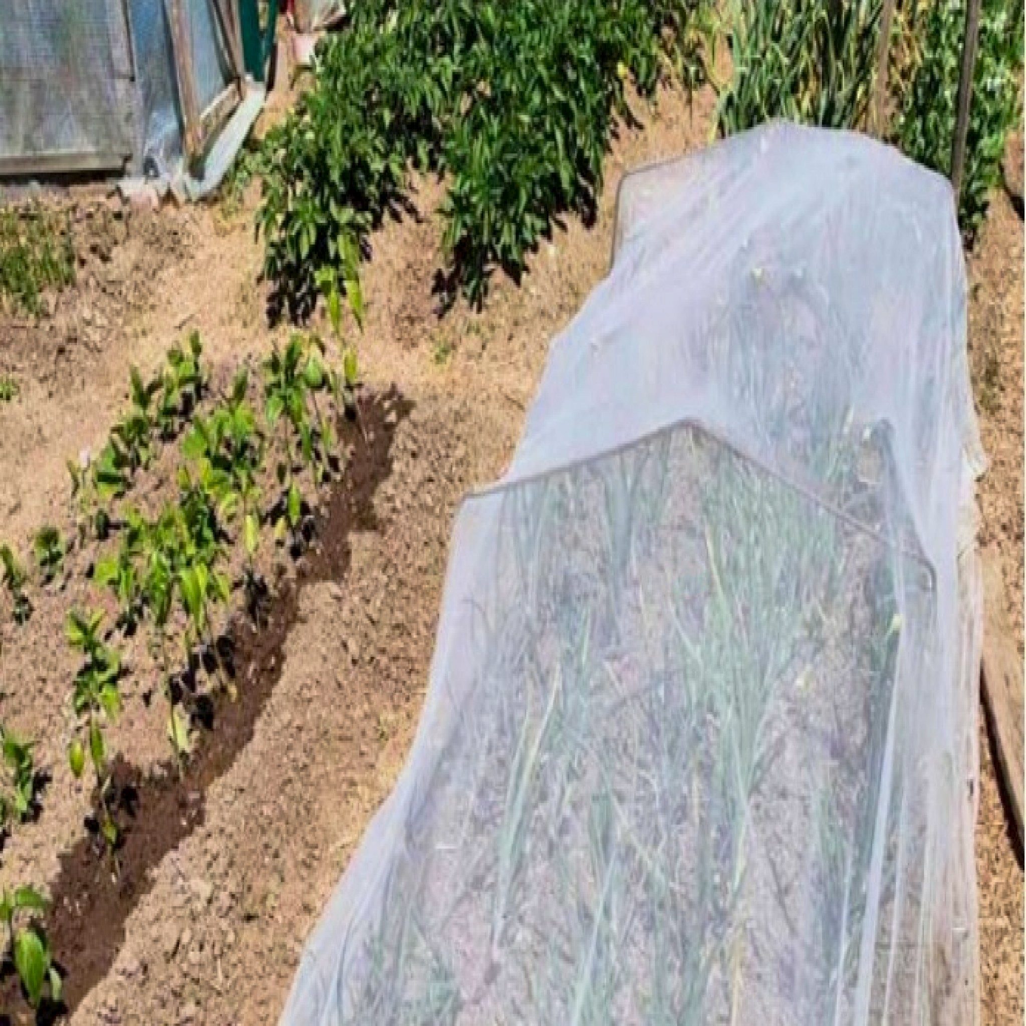 Insect net draped over hoops covering some vegetables.