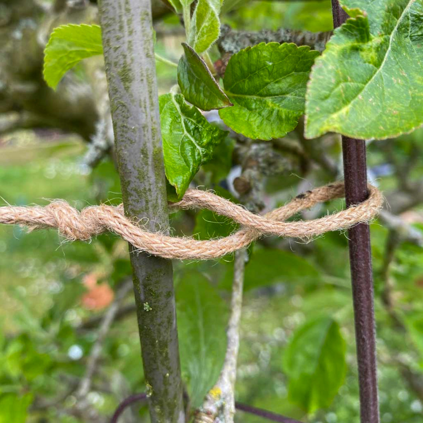 Jute twist ties outside.
