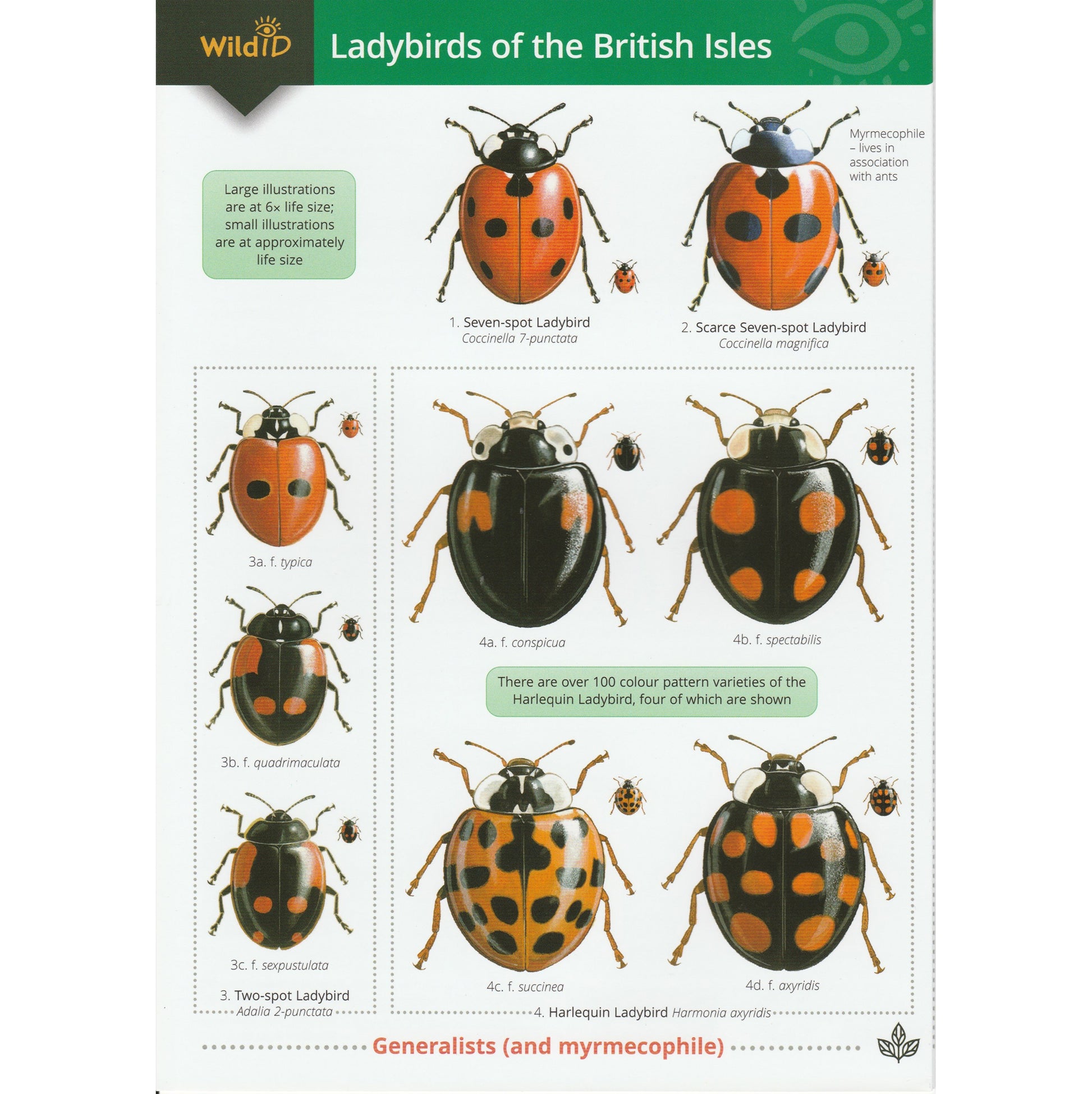 Illustrated fold out laminated guide to the twenty six species of ladybird found in the British Isles.