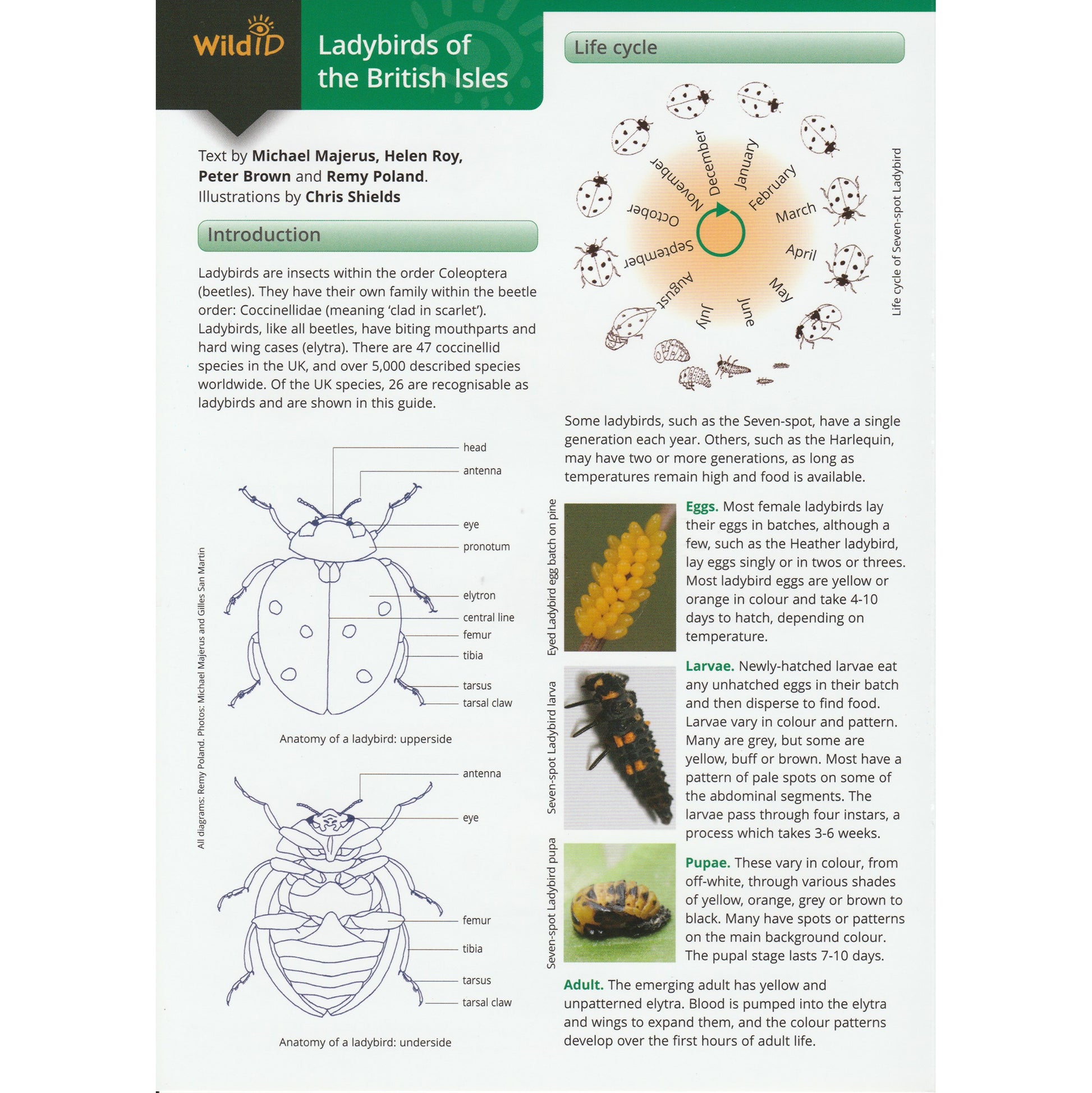 Illustrated fold out laminated guide to the twenty six species of ladybird found in the British Isles.