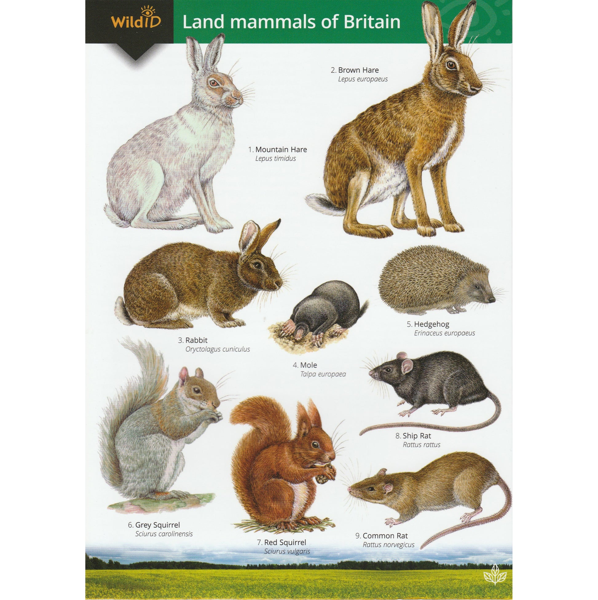 Illustrated fold out laminated guide to the major wild and naturalised land mammals of Britain and Ireland.