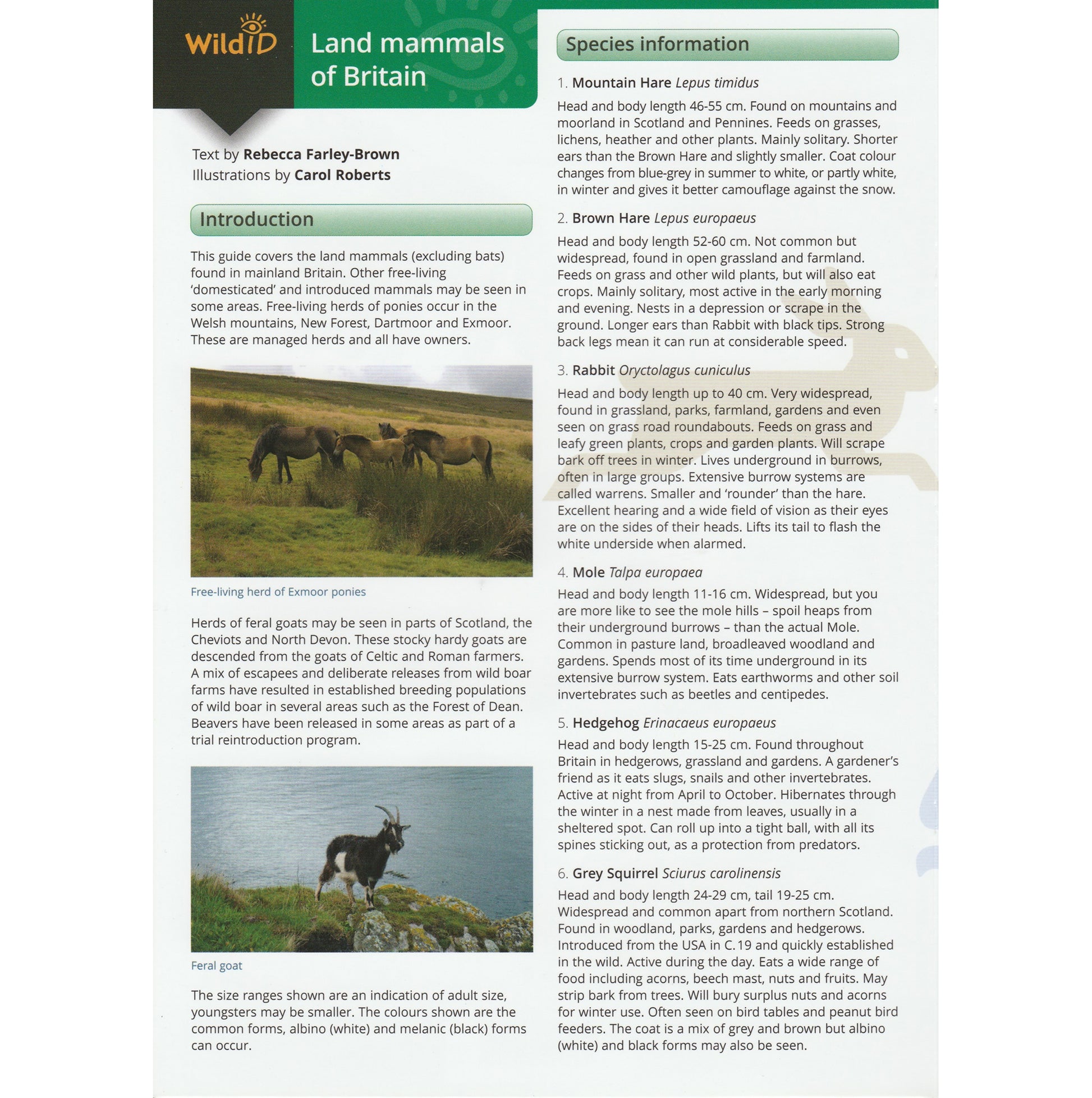 Illustrated fold out laminated guide to the major wild and naturalised land mammals of Britain and Ireland.