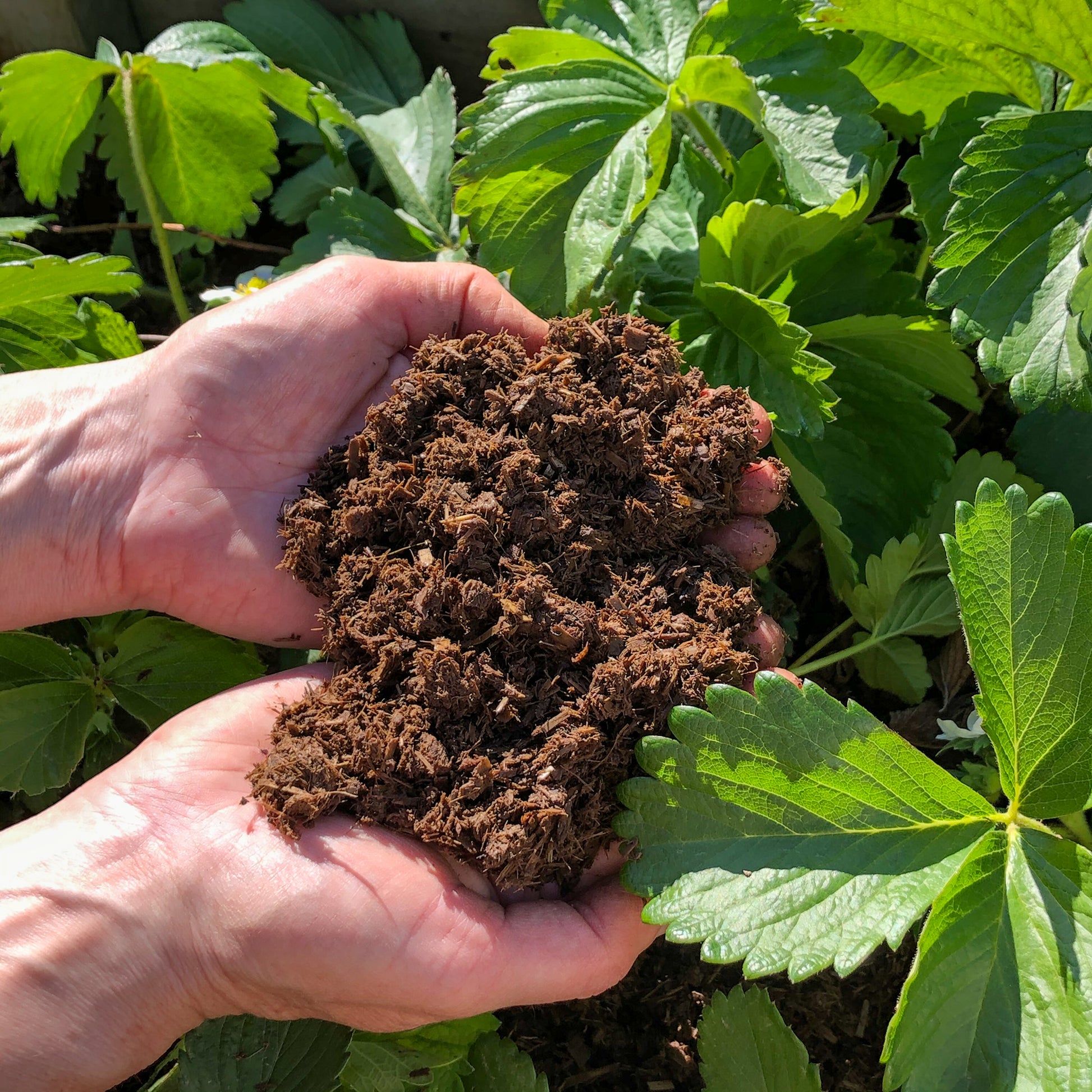 Hands holding a clump of brown Natural Grower organic plant feed.