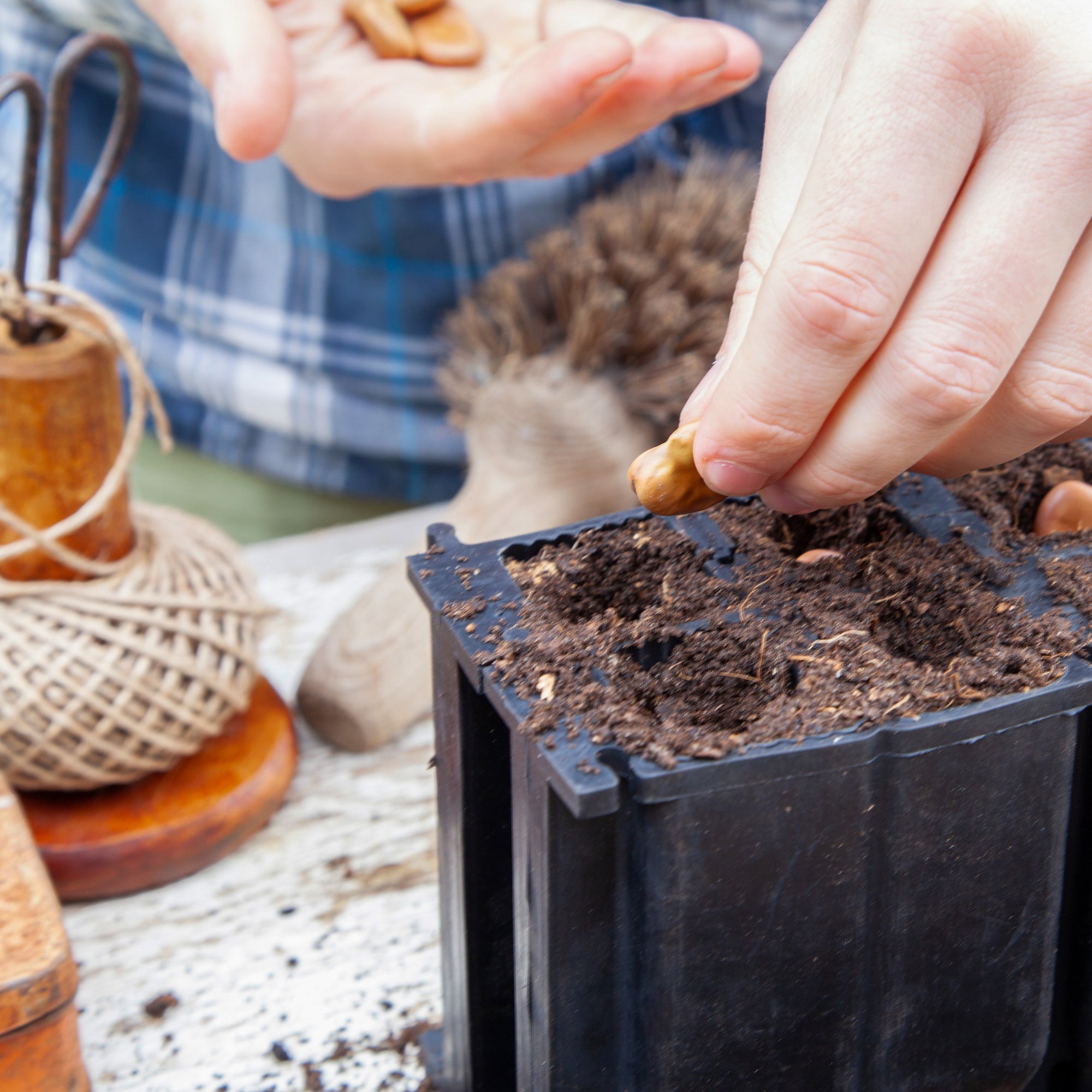 Black, plastic free, eight cell root trainer made of FSC certified, fair trade natural rubber.