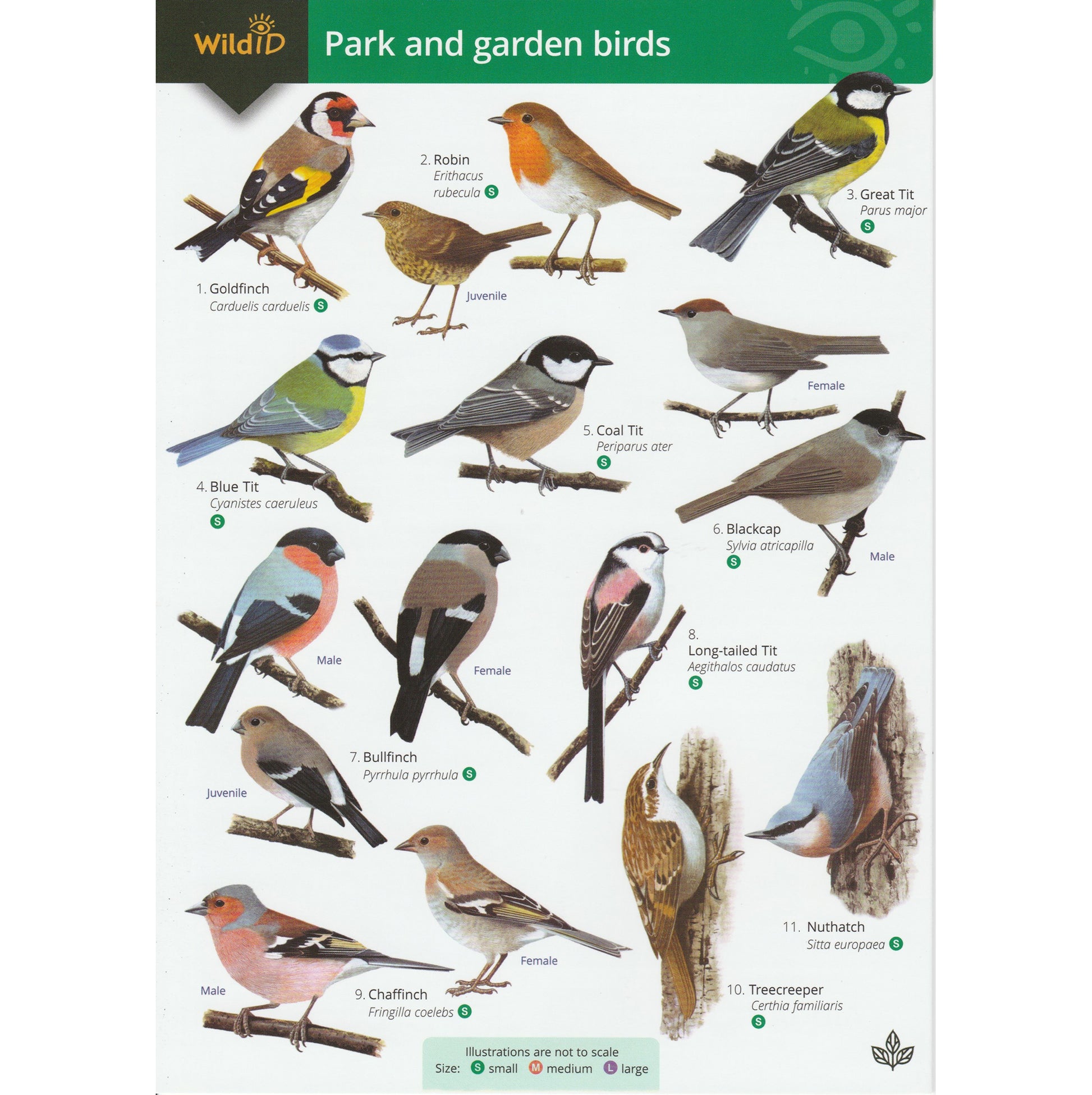 Illustrated fold out laminated guide to the top fifty birds found in British gardens, parks, ponds and rivers.