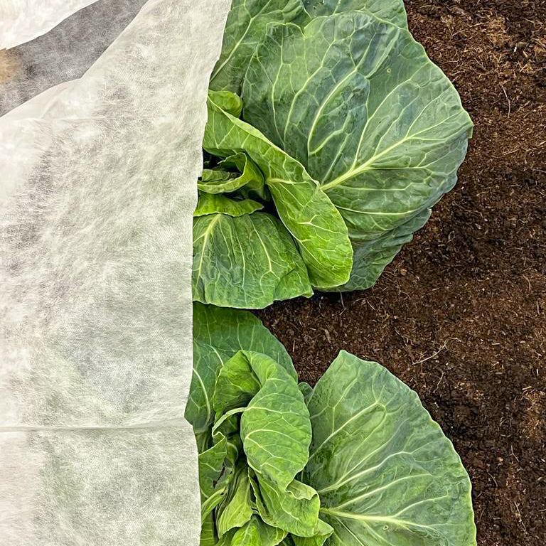 Lightweight garden fleece covering vegetables.