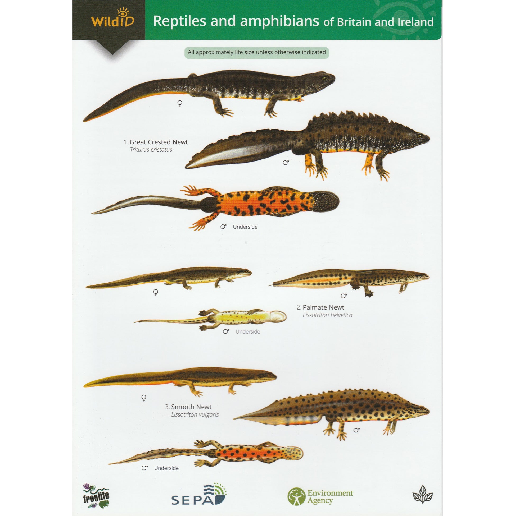 Illustrated fold out laminated guide to the thirteen species of reptile and amphibian that breed in Great Britain and Ireland.