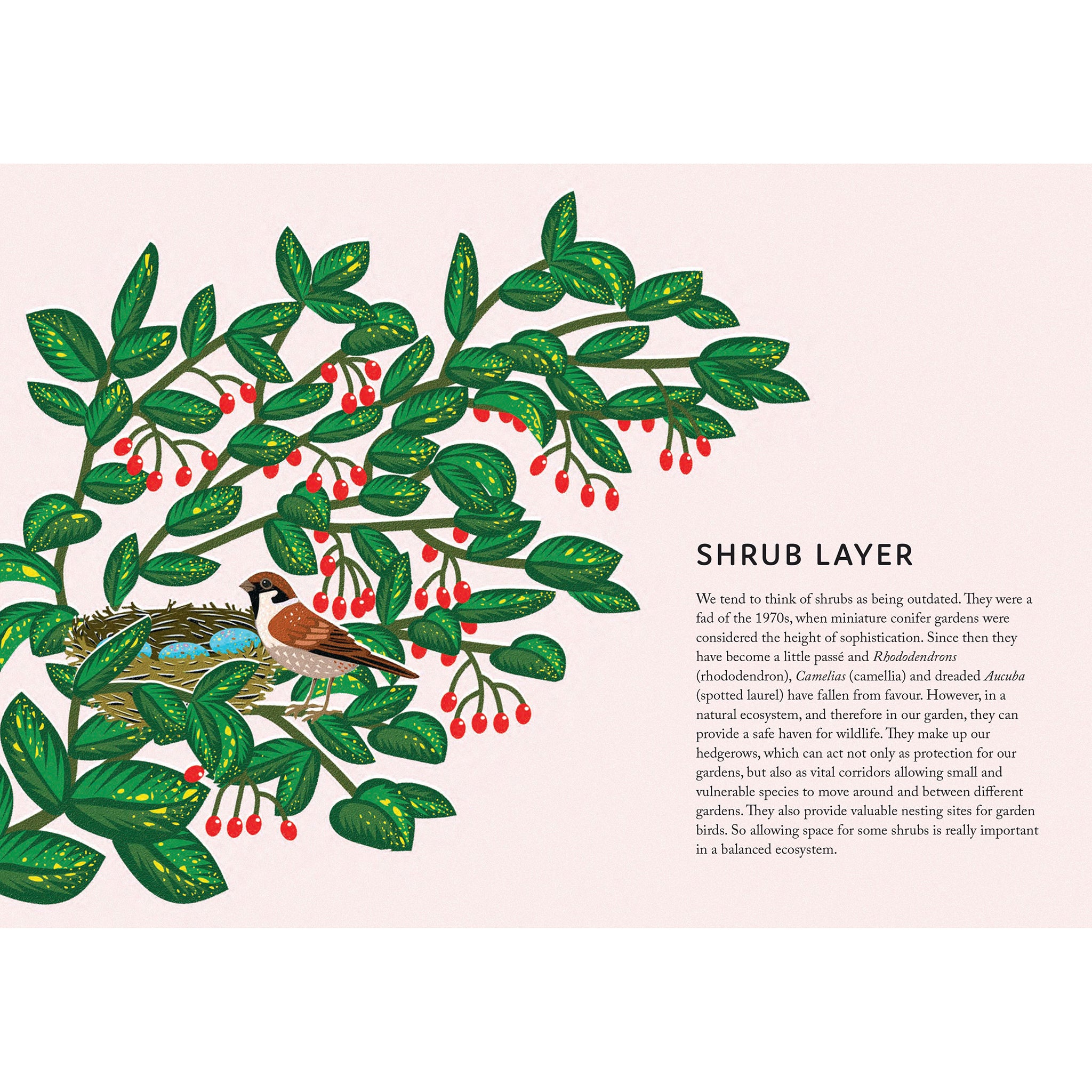 Rewild Your Garden - Frances Tophill