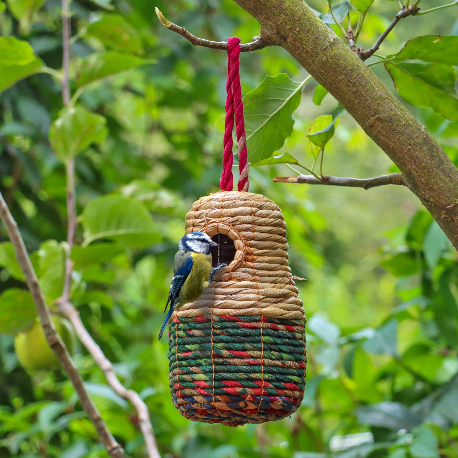 ‘Sari’ Artisan Bird Nester hanging from a tree branch.